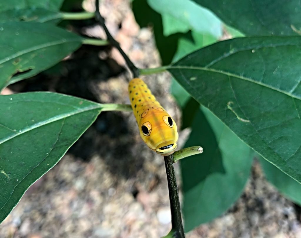 Sunday letter: spicebush swallowtail caterpillar - just before pupating