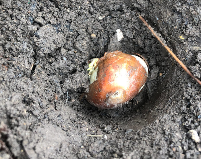 Planting Tulip Bulbs (a tad bit late) grace grits and gardening