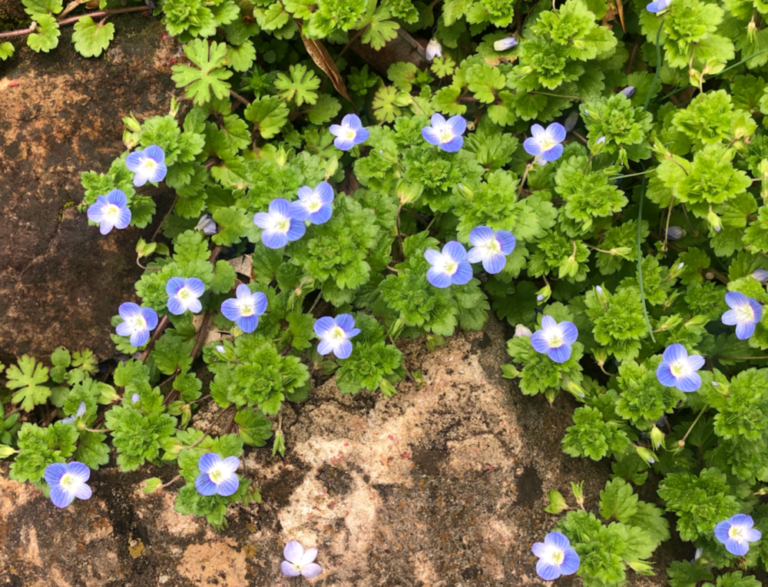All the Tiny Weed Flowers grace grits and gardening