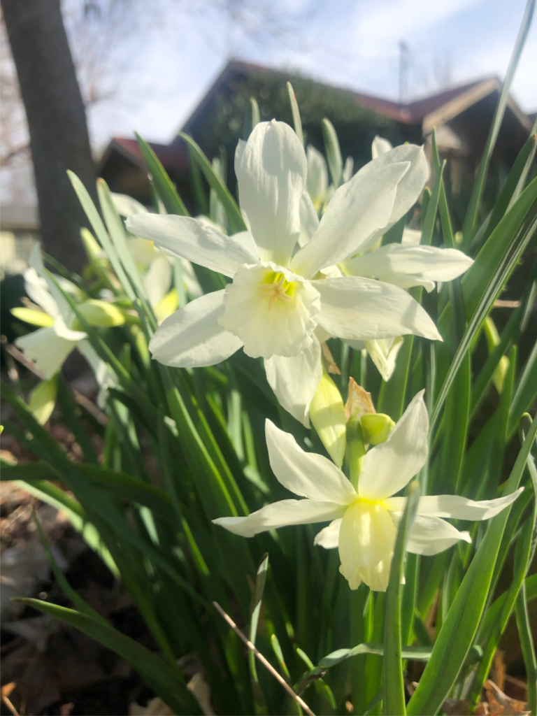 Thalia Daffodils