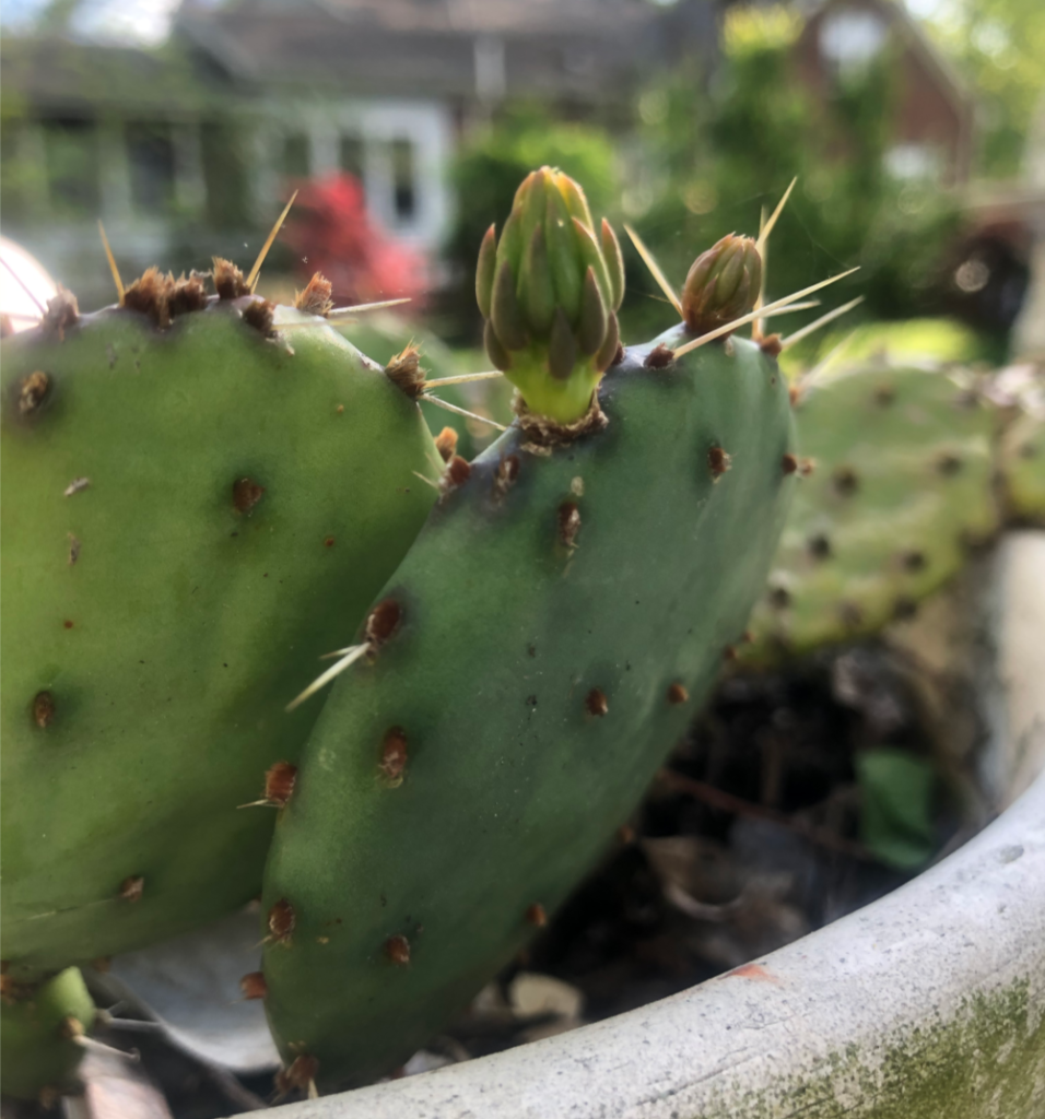 Pass Along Plants - Nana's Cactus