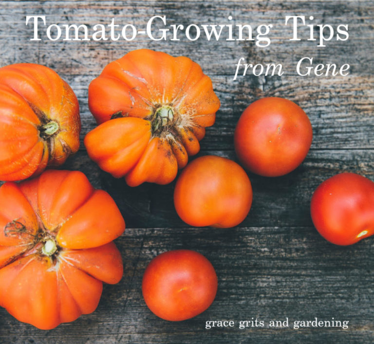 Tomato-Growing Tips from Gene - grace grits and gardening