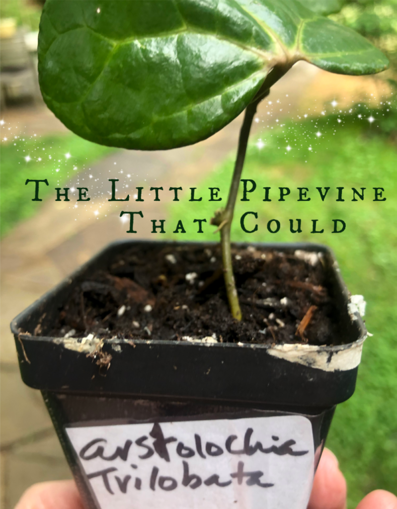 The Little Pipevine That Could