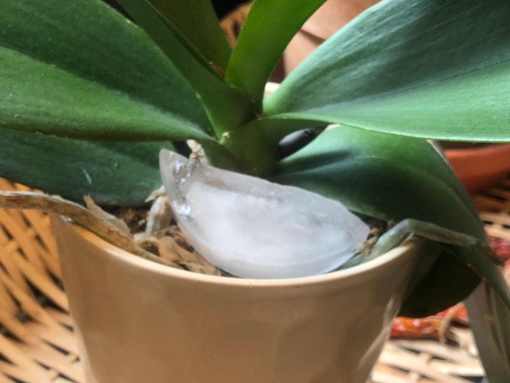 orchid rebloom tips