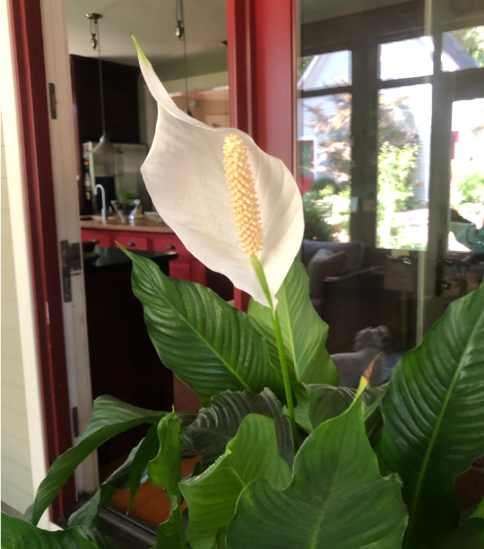 peace lily bloom