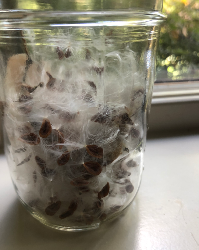 milkweed seeds