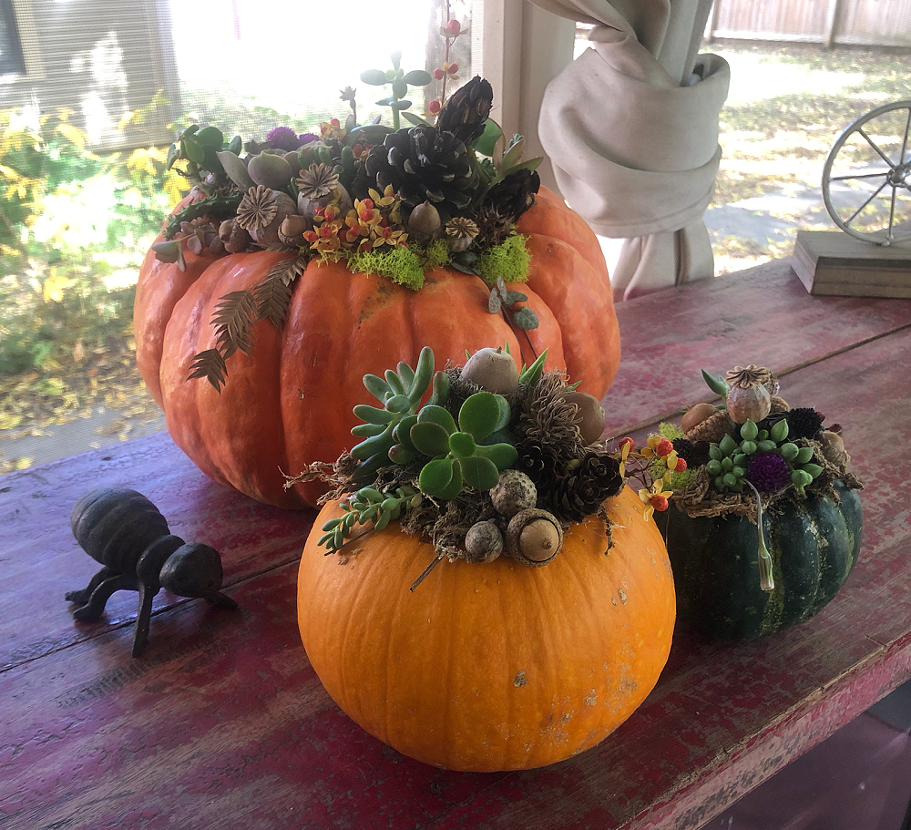 succulent pumpkins