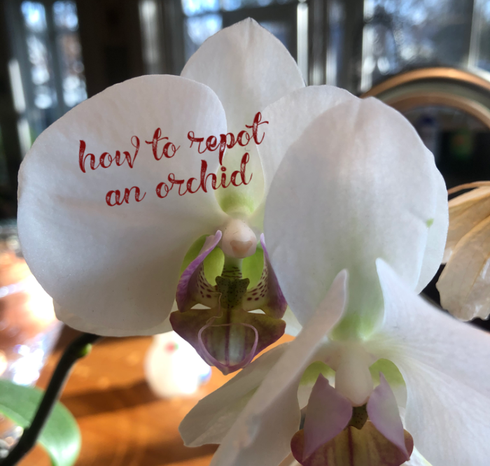 how to repot an orchid