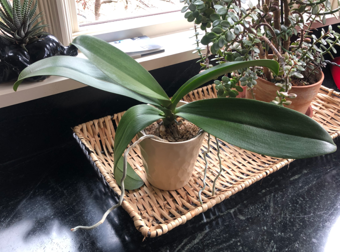 How to repot an orchid