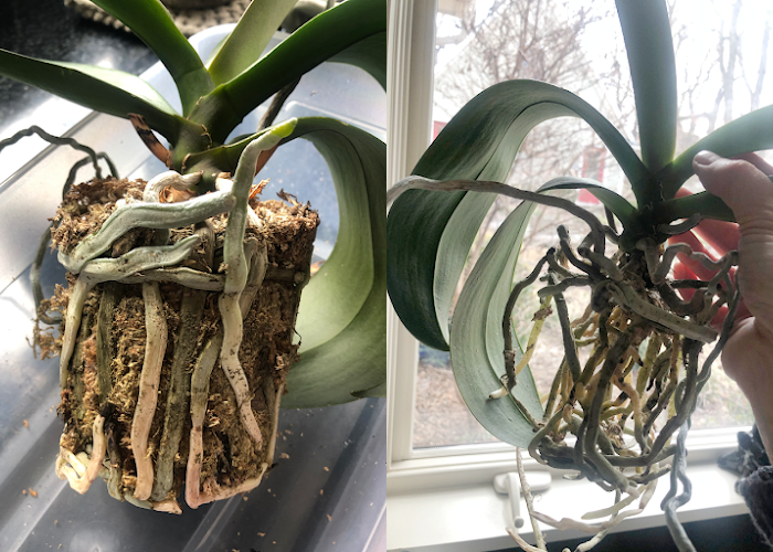 repotting an orchid