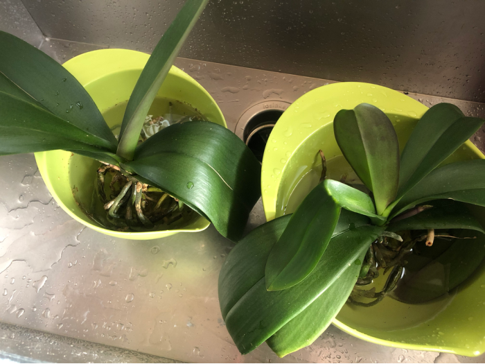 how to repot an orchid