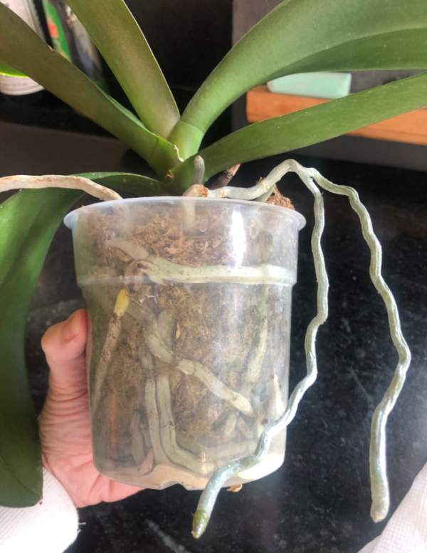How to Repot an Orchid grace grits and gardening