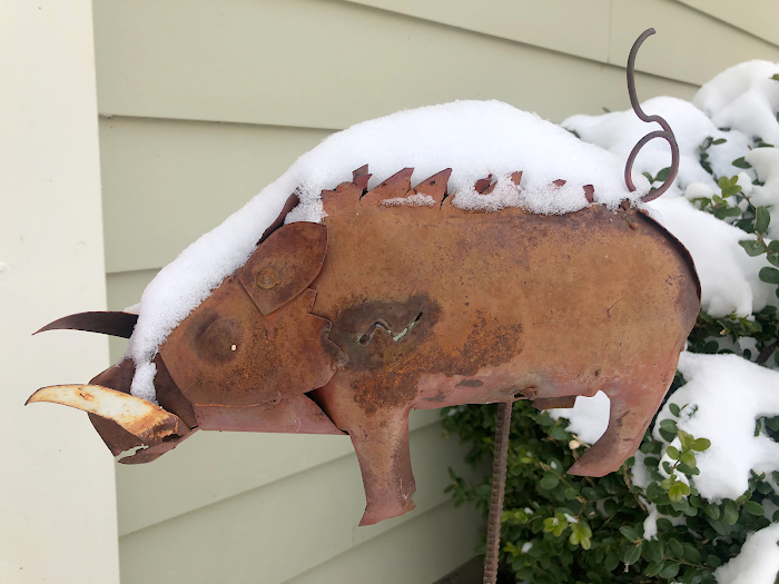 pig in snow