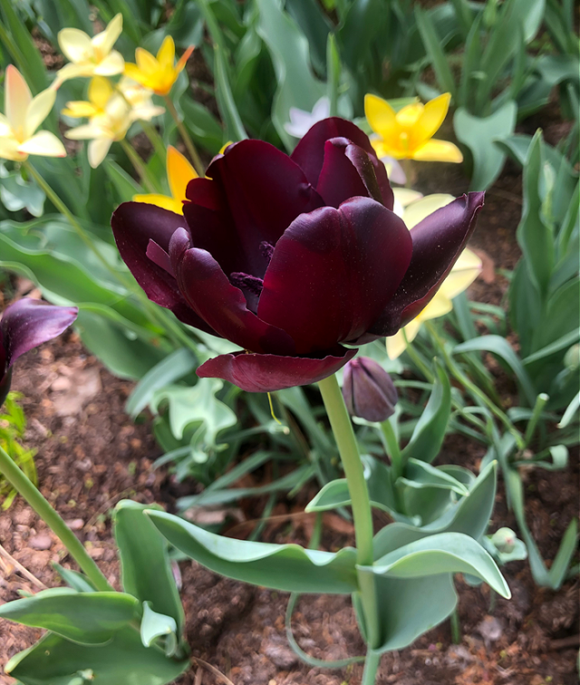 wine-colored tulip