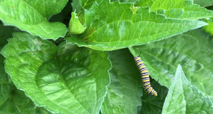 monarch caterpillar