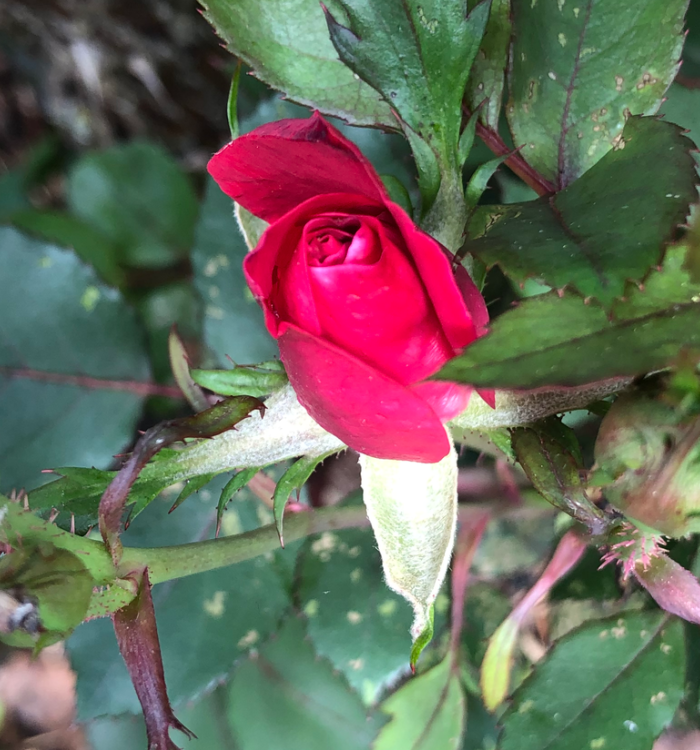 first rosebud