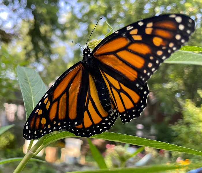 First Monarch