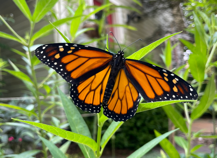 Sunday Letter: male monarch