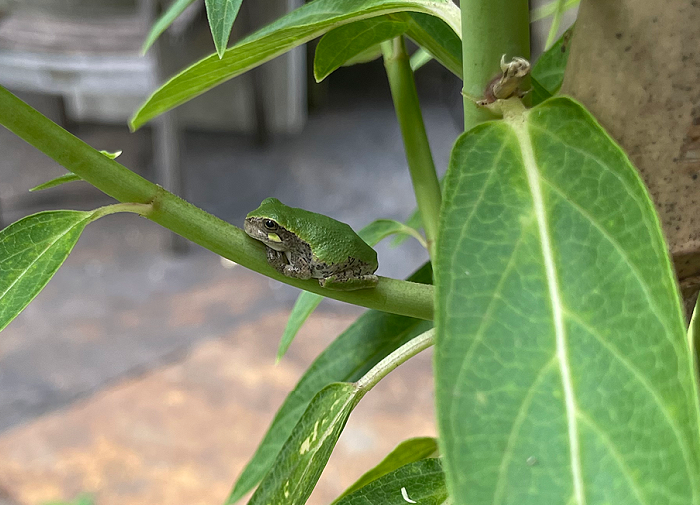 Life in Milkweed - Gray Tree Frog