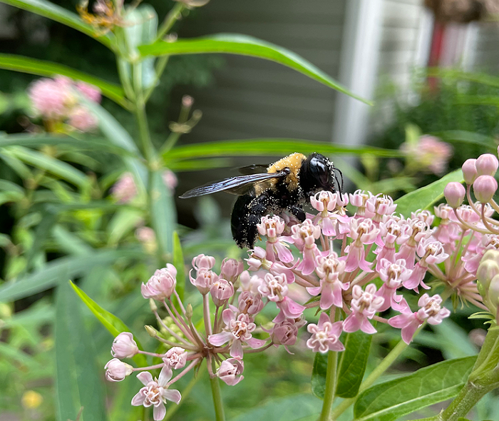 Pollen on bee