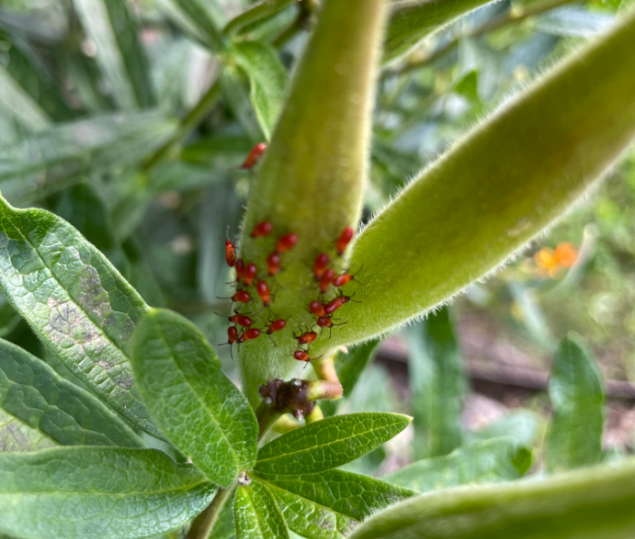 red milkweed bugs
