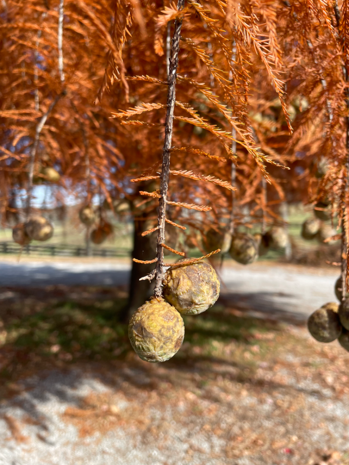 Bald Cypress Seed Pods