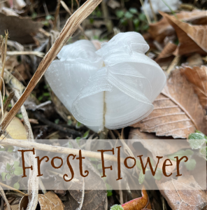 Tis the Season for Frost flowers