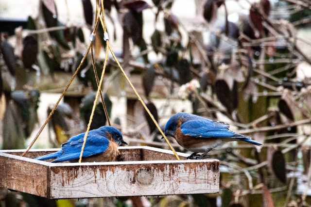 bluebirds 