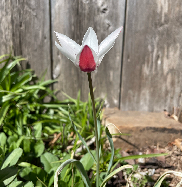 blooming tulip