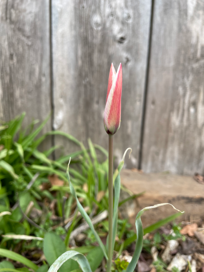 First Tulip