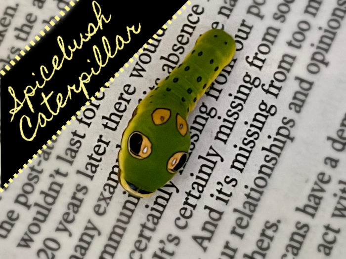 My Adventure with a Spicebush Caterpillar