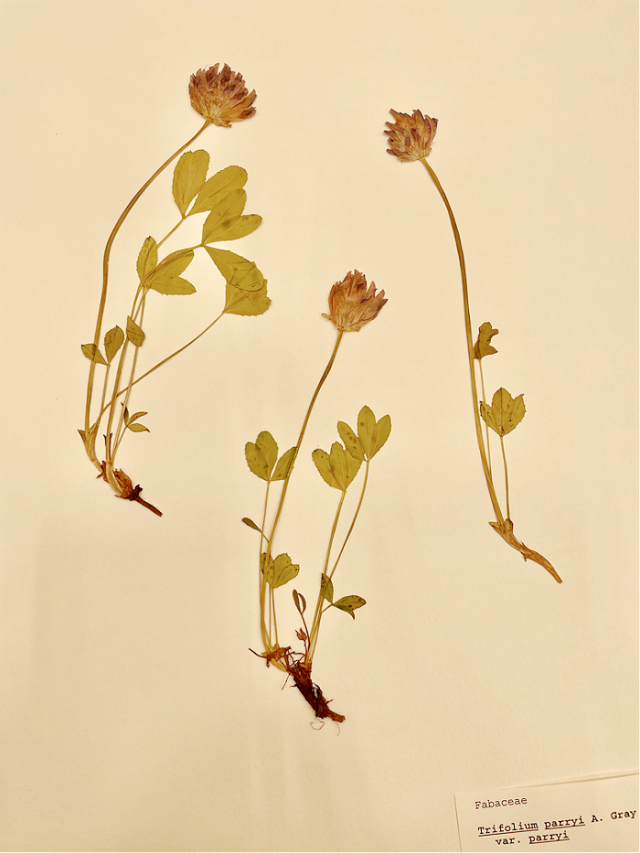 Sunday Letter - Herbarium