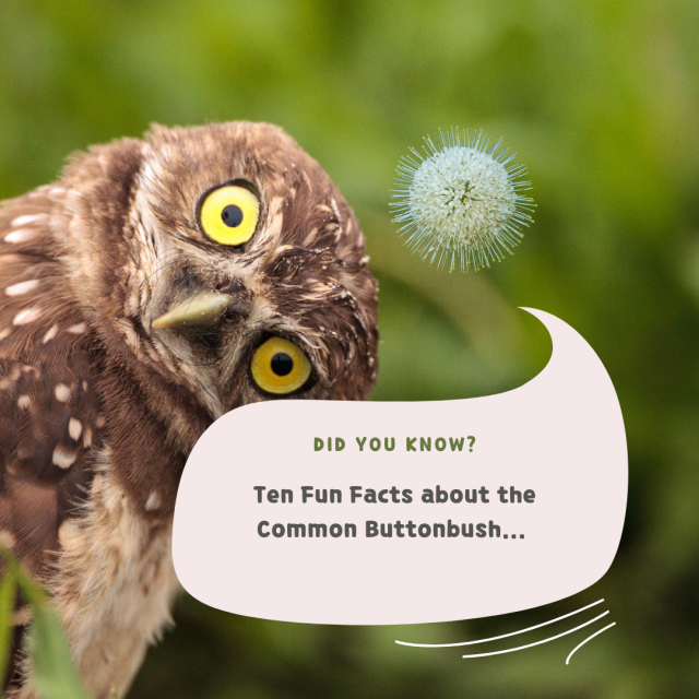 Ten Facts about Common Buttonbush