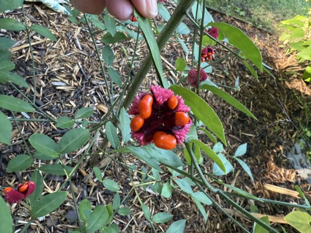 Sunday Letter: Strawberry Bush