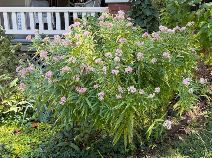 Sunday Letter: monarchs